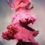 Nick Knight, Lily, 2008